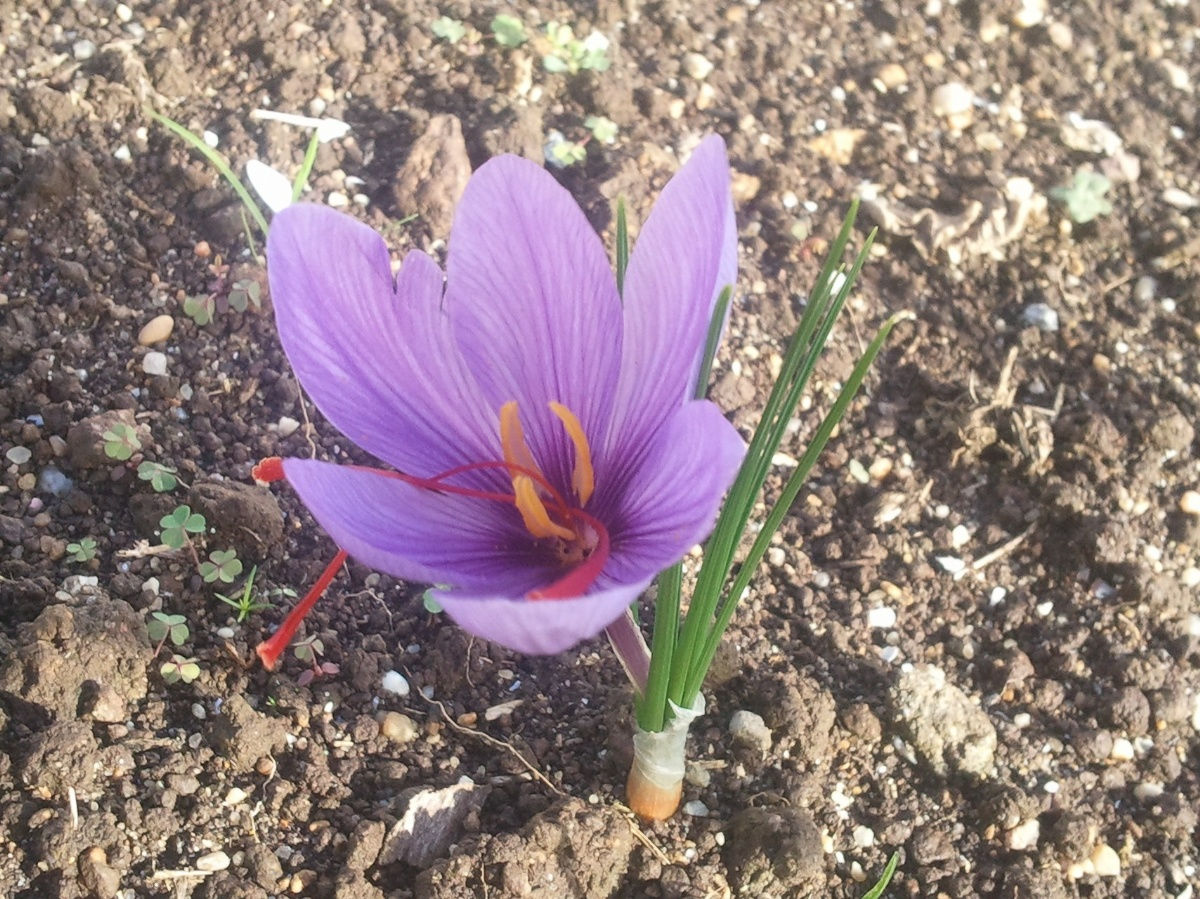 Cultiver du safran dans mon jardin?